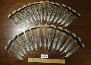 natural turkey feathers