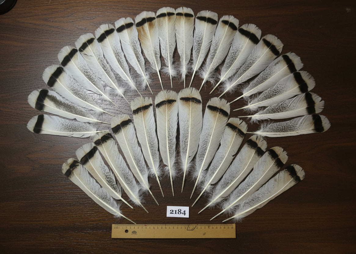 natural turkey feathers