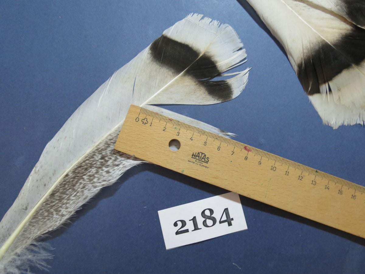 30 Pcs Turkey Tail Feathers, Fly Tying Material,Craft Feathers,Natural Turkey Feathers (2184)