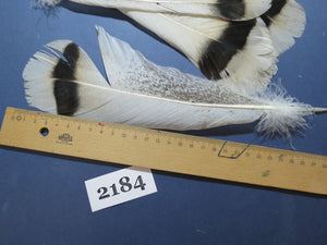 30 Pcs Turkey Tail Feathers, Fly Tying Material,Craft Feathers,Natural Turkey Feathers (2184)