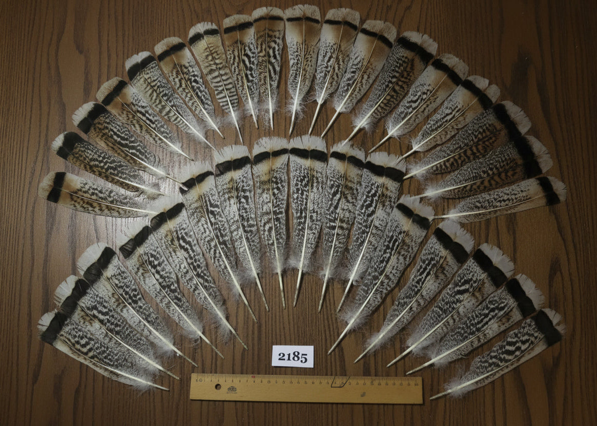 natural turkey feathers