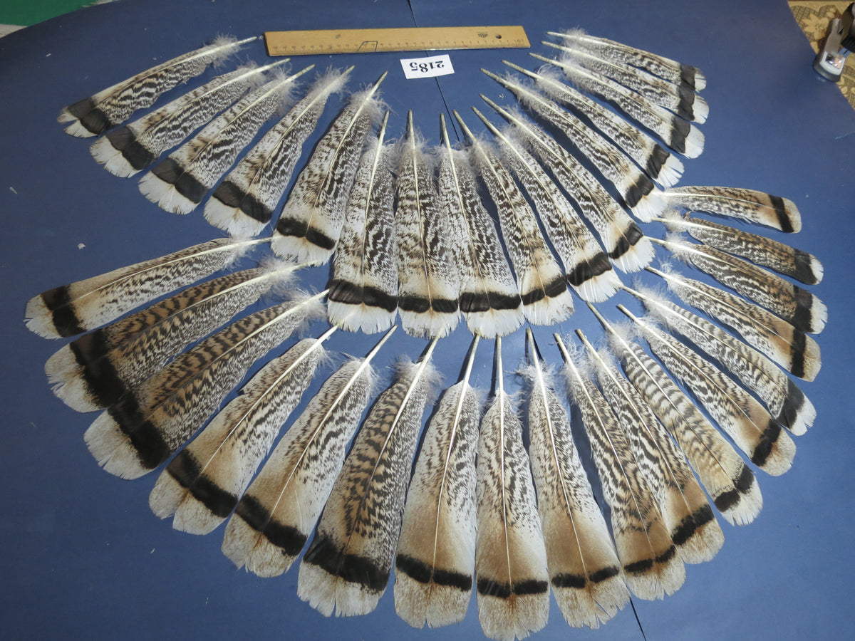 34 Pcs Turkey Tail Feathers, Fly Tying Material,Craft Feathers,Natural Turkey Feathers (2185)