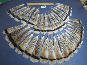 34 Pcs Turkey Tail Feathers, Fly Tying Material,Craft Feathers,Natural Turkey Feathers (2185)
