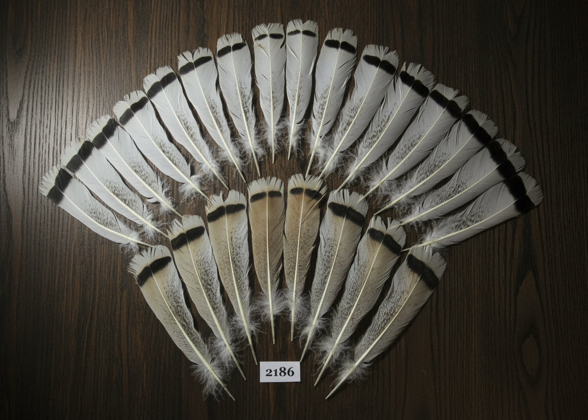 natural turkey feathers