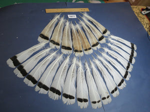 24 Pcs Turkey Tail Feathers, Fly Tying Material,Craft Feathers,Natural Turkey Feathers (2186)