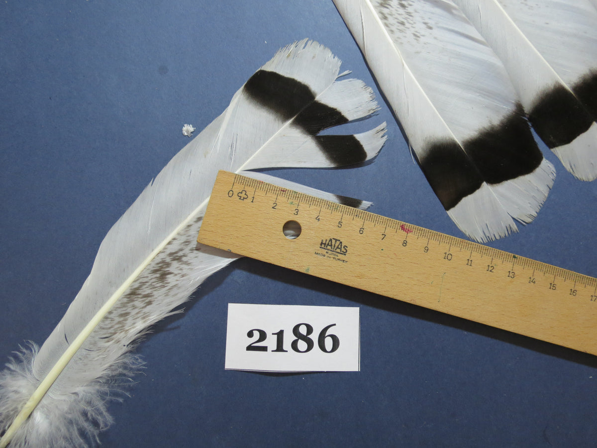 24 Pcs Turkey Tail Feathers, Fly Tying Material,Craft Feathers,Natural Turkey Feathers (2186)