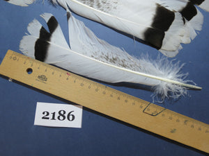 24 Pcs Turkey Tail Feathers, Fly Tying Material,Craft Feathers,Natural Turkey Feathers (2186)