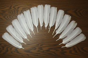 natural turkey feathers