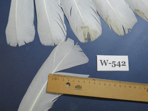 14 Pcs White Turkey Tail Feathers, Turkey Feathers,Fly Tying Material,Craft Feathers,Natural Turkey Feathers (W-542)