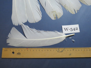 14 Pcs White Turkey Tail Feathers, Turkey Feathers,Fly Tying Material,Craft Feathers,Natural Turkey Feathers (W-542)