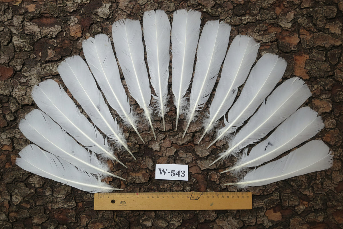 natural turkey feathers