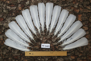 natural turkey feathers