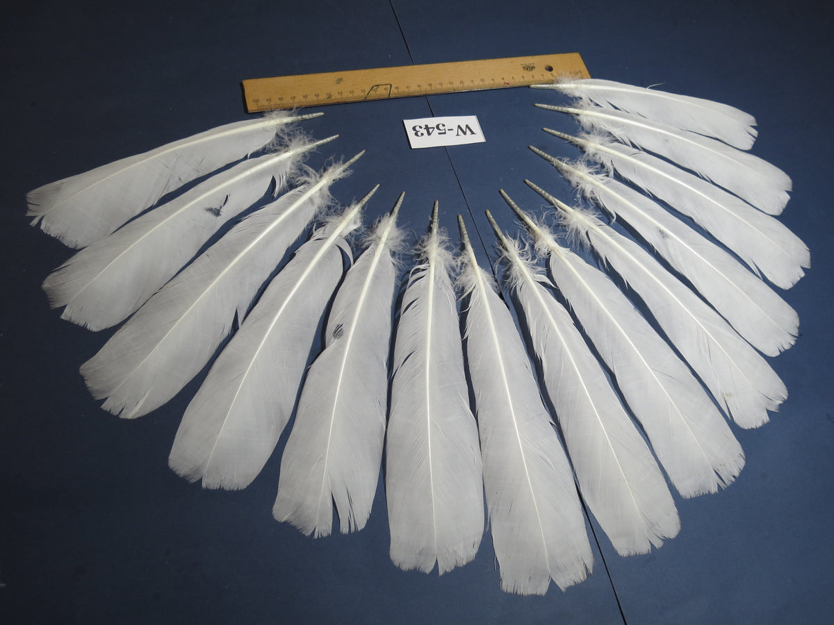 14 Pcs White Turkey Tail Feathers, Turkey Feathers,Fly Tying Material,Craft Feathers,Natural Turkey Feathers (W-543)