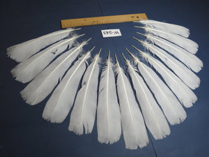 14 Pcs White Turkey Tail Feathers, Turkey Feathers,Fly Tying Material,Craft Feathers,Natural Turkey Feathers (W-543)