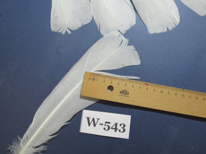 14 Pcs White Turkey Tail Feathers, Turkey Feathers,Fly Tying Material,Craft Feathers,Natural Turkey Feathers (W-543)