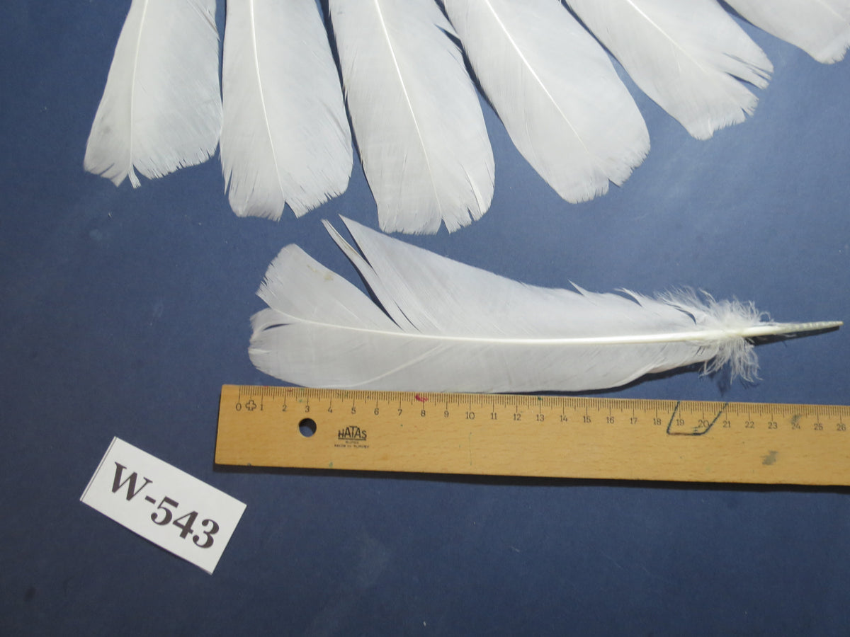 14 Pcs White Turkey Tail Feathers, Turkey Feathers,Fly Tying Material,Craft Feathers,Natural Turkey Feathers (W-543)