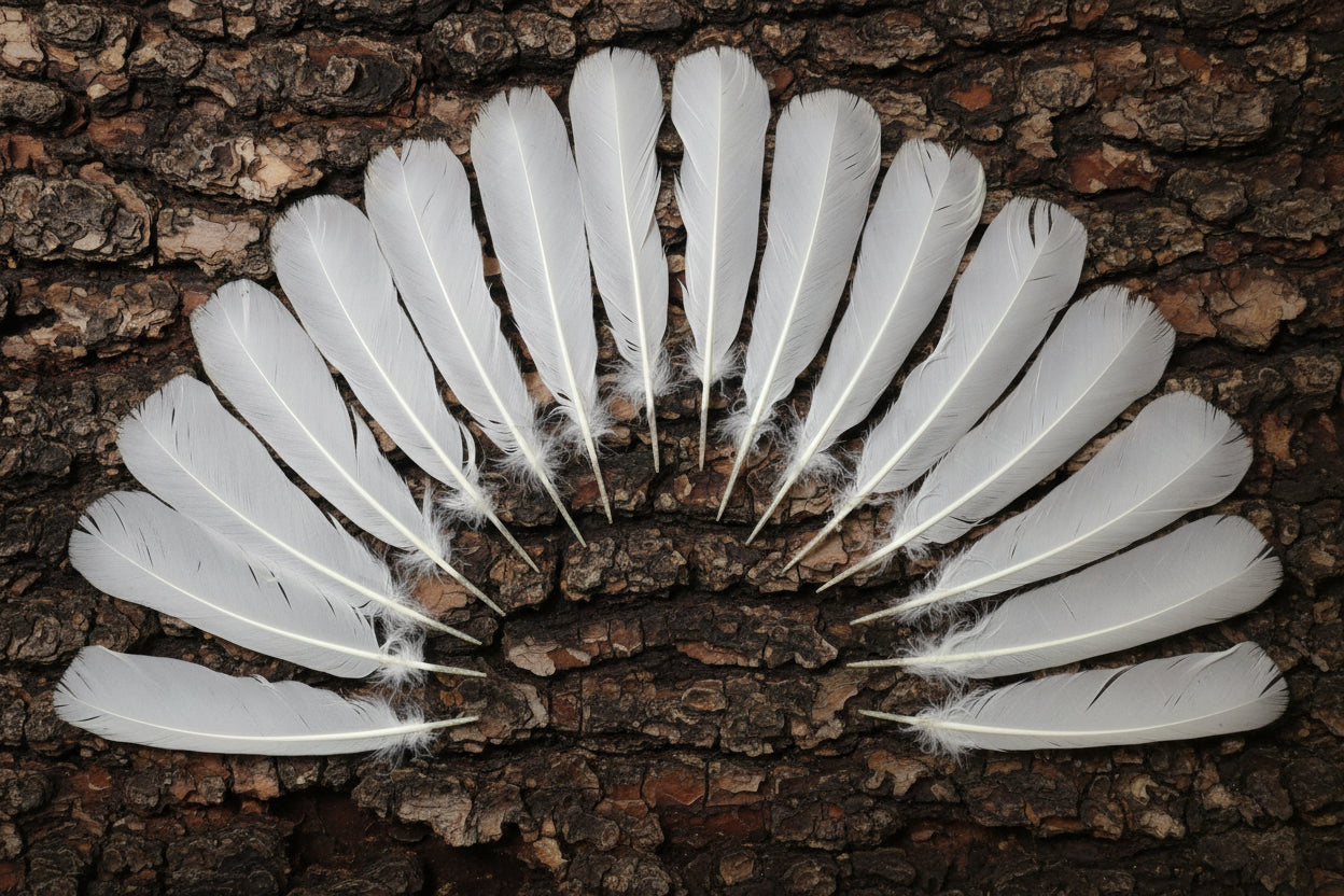 natural turkey feathers