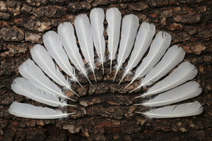 natural turkey feathers