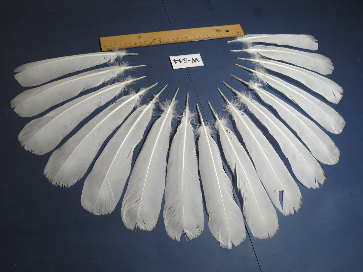 16 Pcs White Turkey Tail Feathers, Turkey Feathers,Fly Tying Material,Craft Feathers,Natural Turkey Feathers (W-544)