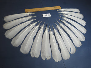 16 Pcs White Turkey Tail Feathers, Turkey Feathers,Fly Tying Material,Craft Feathers,Natural Turkey Feathers (W-544)