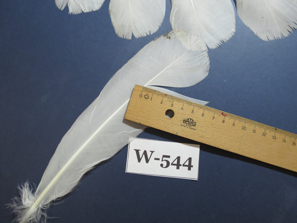 16 Pcs White Turkey Tail Feathers, Turkey Feathers,Fly Tying Material,Craft Feathers,Natural Turkey Feathers (W-544)
