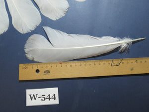 16 Pcs White Turkey Tail Feathers, Turkey Feathers,Fly Tying Material,Craft Feathers,Natural Turkey Feathers (W-544)