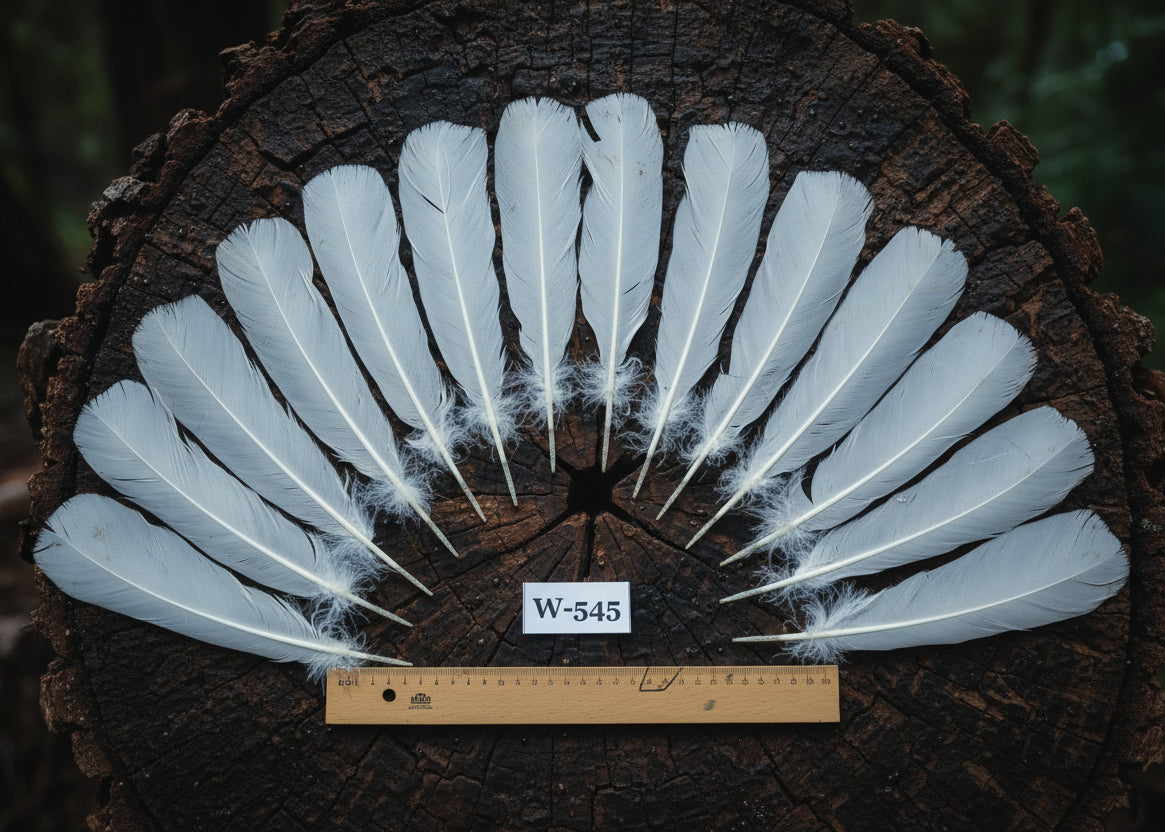 natural turkey feathers