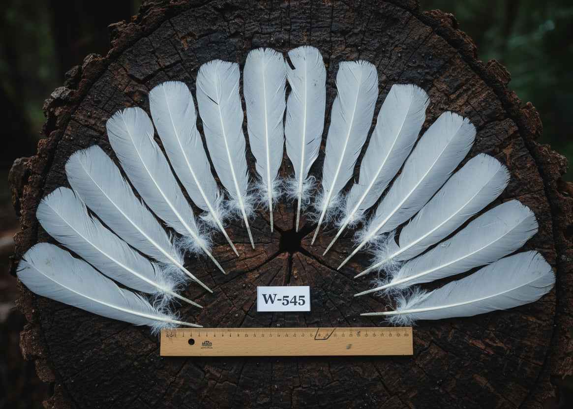 14 Pcs White Turkey Tail Feathers, Turkey Feathers,Fly Tying Material,Craft Feathers,Natural Turkey Feathers (W-545)