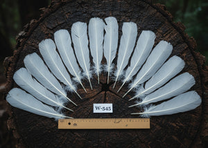 natural turkey feathers