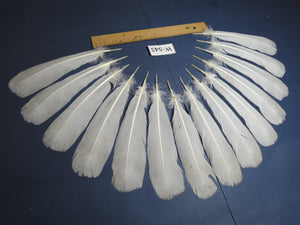 14 Pcs White Turkey Tail Feathers, Turkey Feathers,Fly Tying Material,Craft Feathers,Natural Turkey Feathers (W-545)