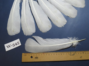14 Pcs White Turkey Tail Feathers, Turkey Feathers,Fly Tying Material,Craft Feathers,Natural Turkey Feathers (W-545)