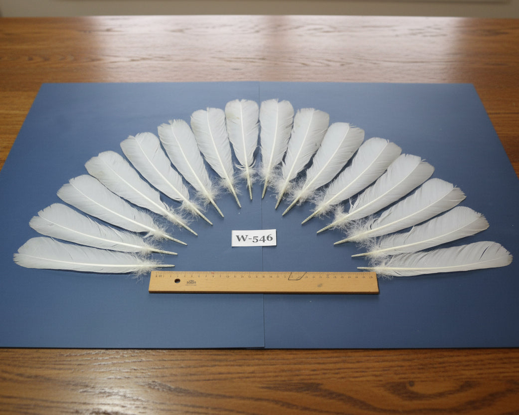 natural turkey feathers