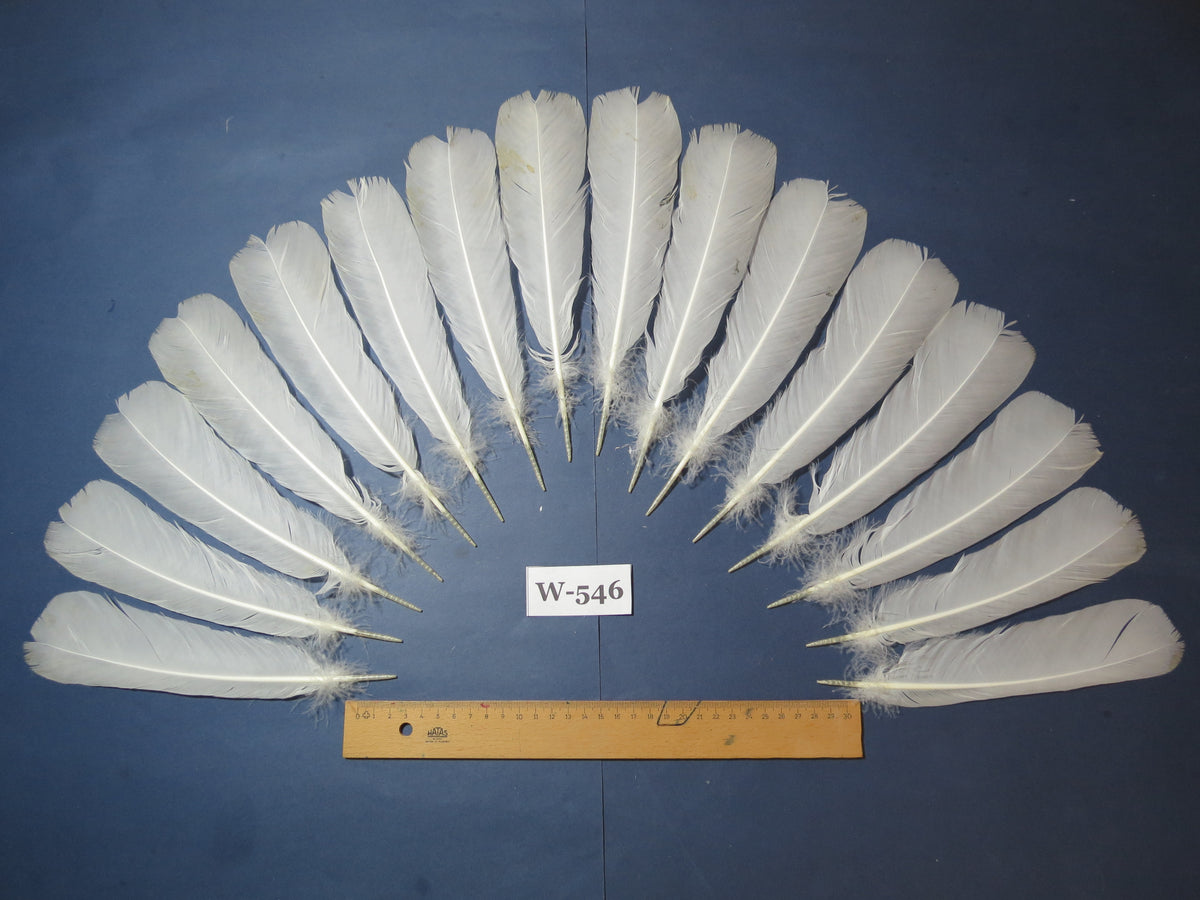 16 Pcs White Turkey Tail Feathers, Turkey Feathers,Fly Tying Material,Craft Feathers,Natural Turkey Feathers (W-546)