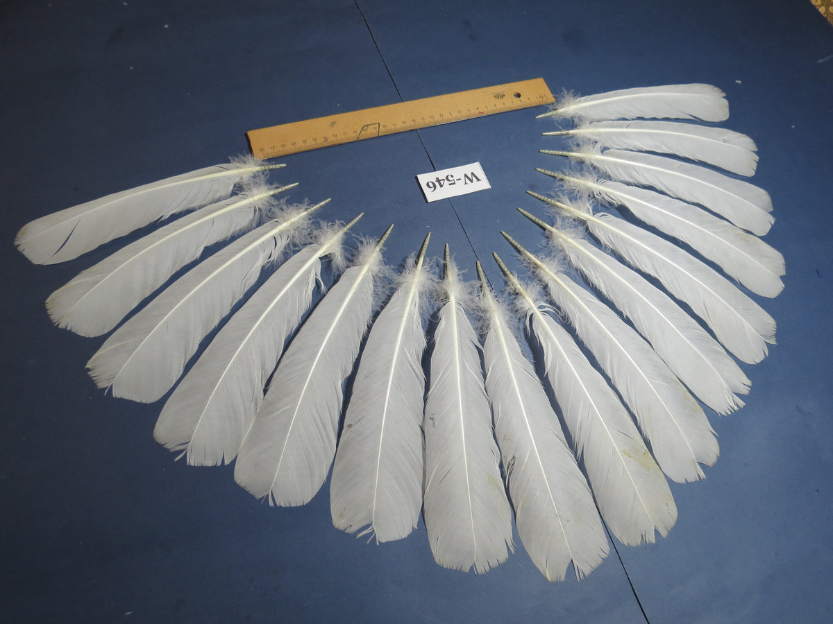 16 Pcs White Turkey Tail Feathers, Turkey Feathers,Fly Tying Material,Craft Feathers,Natural Turkey Feathers (W-546)
