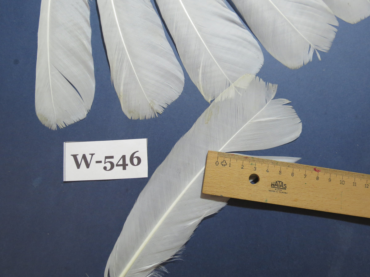 16 Pcs White Turkey Tail Feathers, Turkey Feathers,Fly Tying Material,Craft Feathers,Natural Turkey Feathers (W-546)