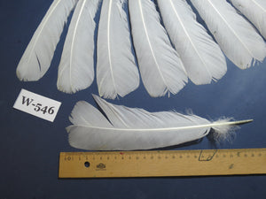 16 Pcs White Turkey Tail Feathers, Turkey Feathers,Fly Tying Material,Craft Feathers,Natural Turkey Feathers (W-546)
