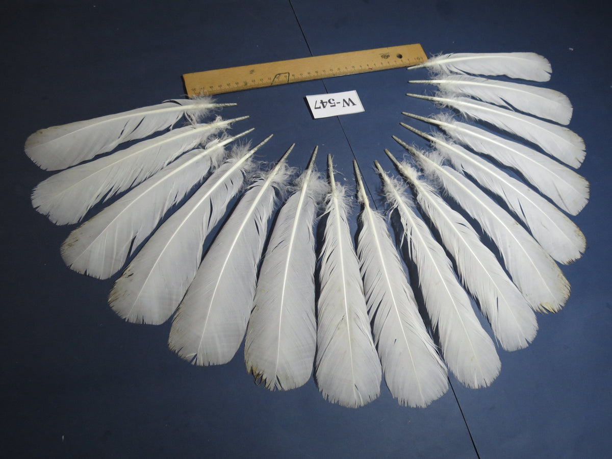 16 Pcs White Turkey Tail Feathers, Turkey Feathers,Fly Tying Material,Craft Feathers,Natural Turkey Feathers (W-547)
