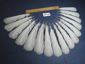 16 Pcs White Turkey Tail Feathers, Turkey Feathers,Fly Tying Material,Craft Feathers,Natural Turkey Feathers (W-547)