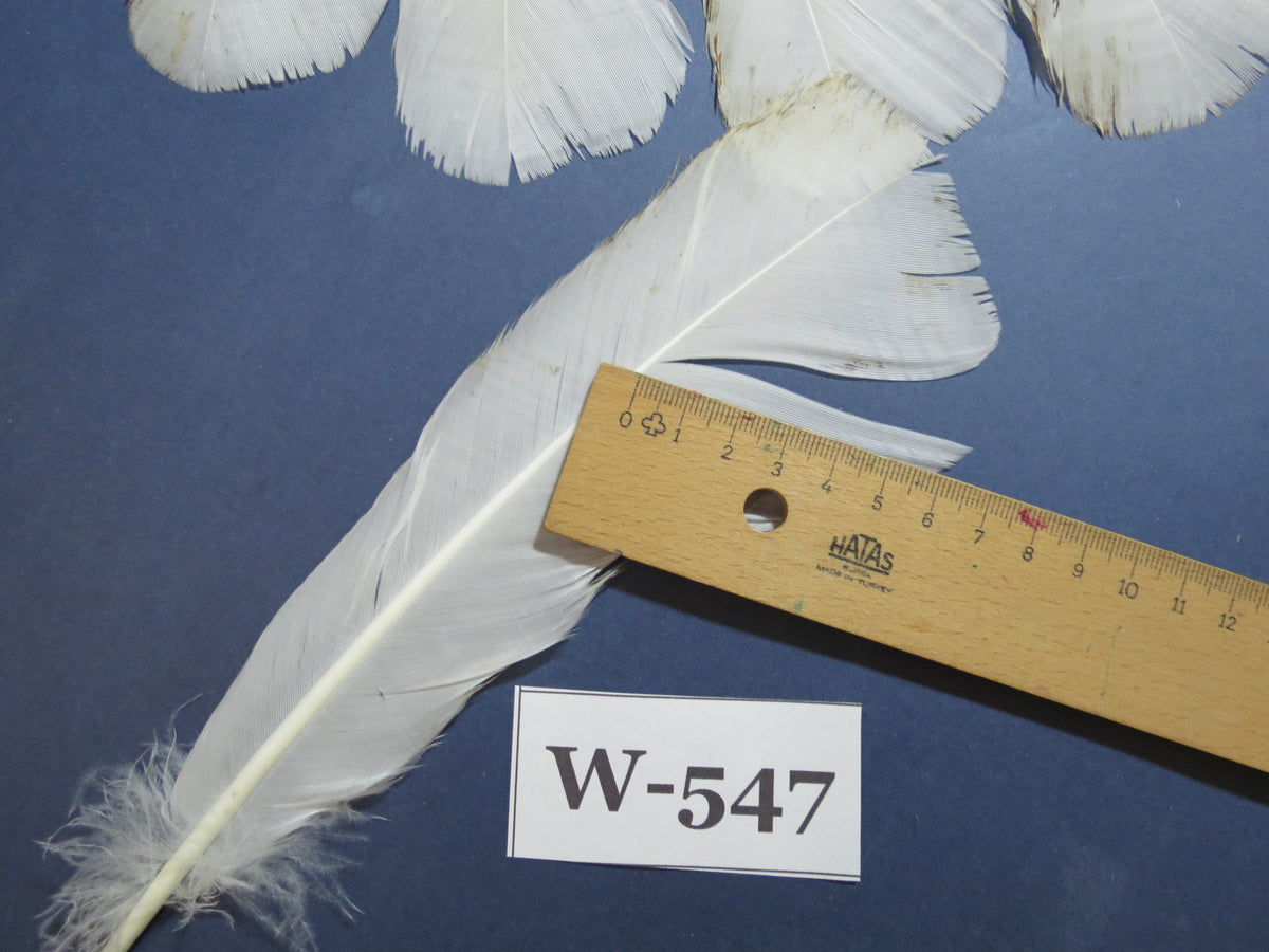 16 Pcs White Turkey Tail Feathers, Turkey Feathers,Fly Tying Material,Craft Feathers,Natural Turkey Feathers (W-547)