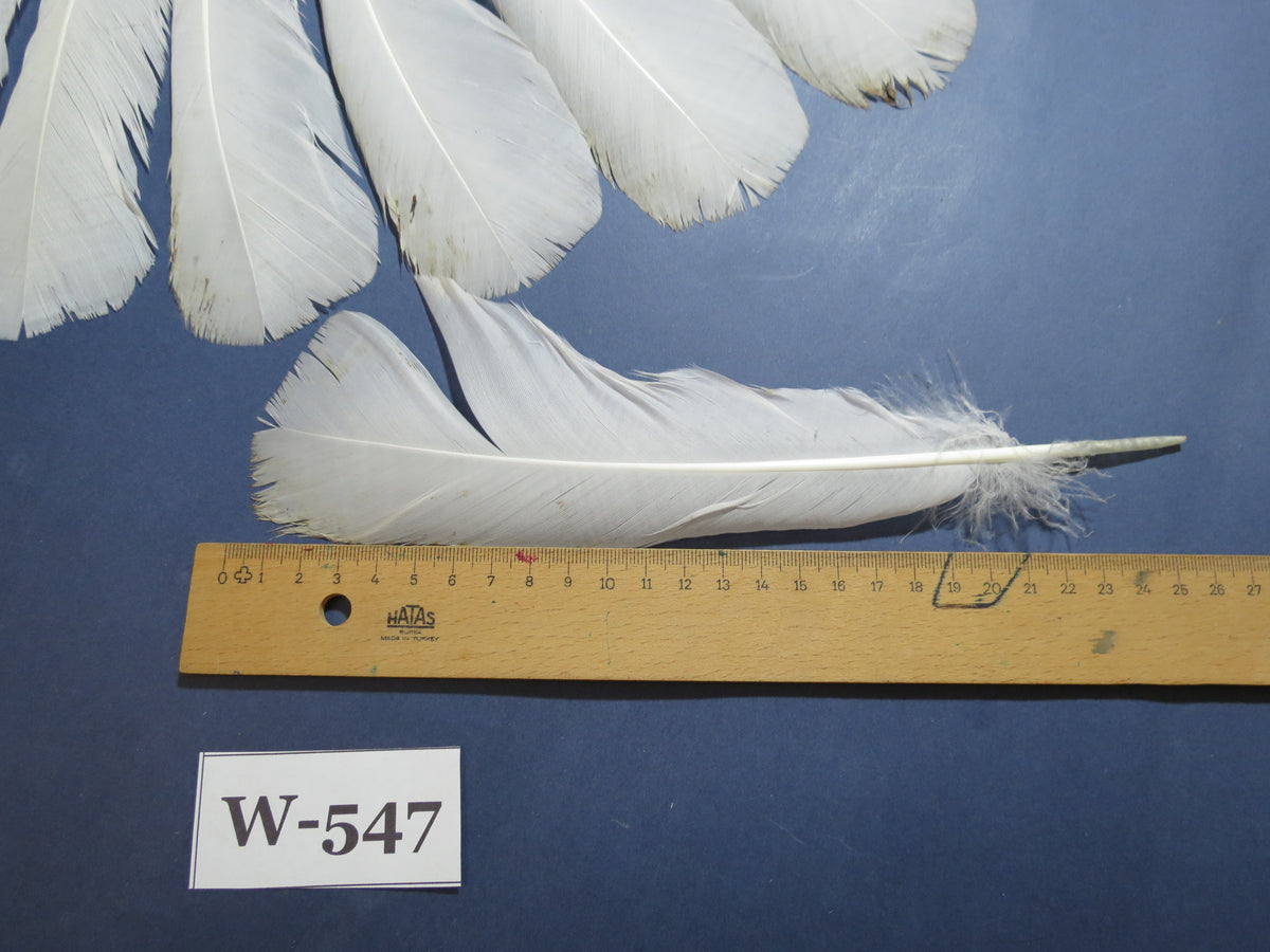 16 Pcs White Turkey Tail Feathers, Turkey Feathers,Fly Tying Material,Craft Feathers,Natural Turkey Feathers (W-547)