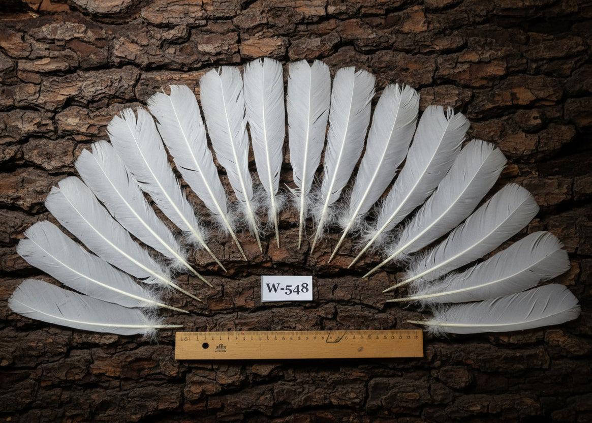 natural turkey feathers