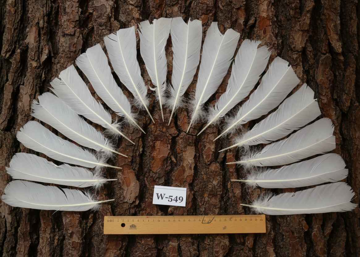 16 Pcs White Turkey Tail Feathers, Turkey Feathers,Fly Tying Material,Craft Feathers,Natural Turkey Feathers (W-549)