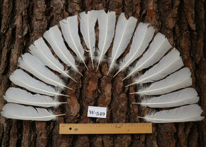 natural turkey feathers