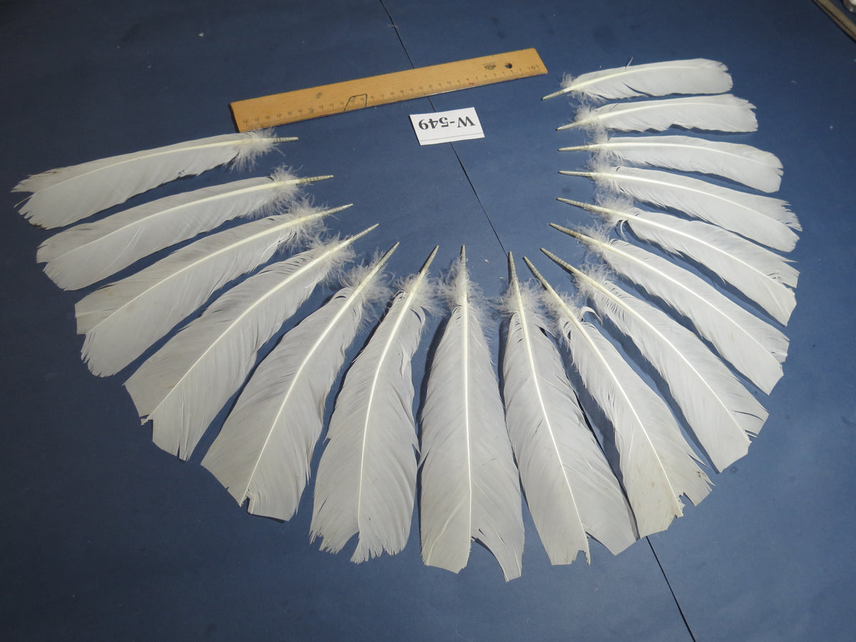 16 Pcs White Turkey Tail Feathers, Turkey Feathers,Fly Tying Material,Craft Feathers,Natural Turkey Feathers (W-549)