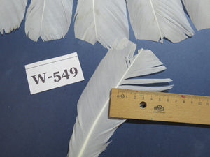 16 Pcs White Turkey Tail Feathers, Turkey Feathers,Fly Tying Material,Craft Feathers,Natural Turkey Feathers (W-549)