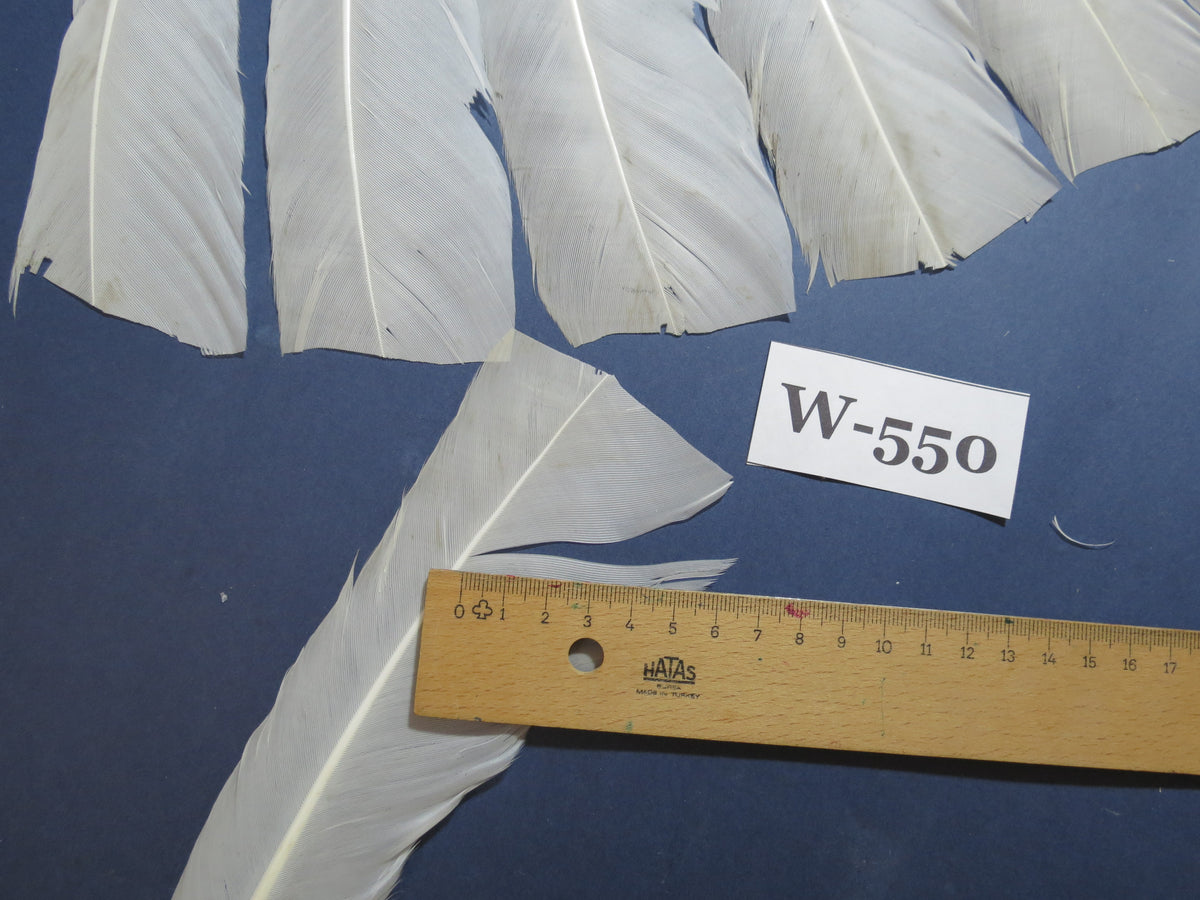 16 Pcs White Turkey Tail Feathers, Turkey Feathers,Fly Tying Material,Craft Feathers,Natural Turkey Feathers (W-550)