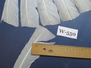 16 Pcs White Turkey Tail Feathers, Turkey Feathers,Fly Tying Material,Craft Feathers,Natural Turkey Feathers (W-550)