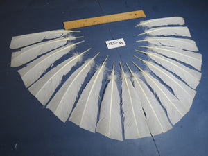 16 Pcs White Turkey Tail Feathers, Turkey Feathers,Fly Tying Material,Craft Feathers,Natural Turkey Feathers (W-551)