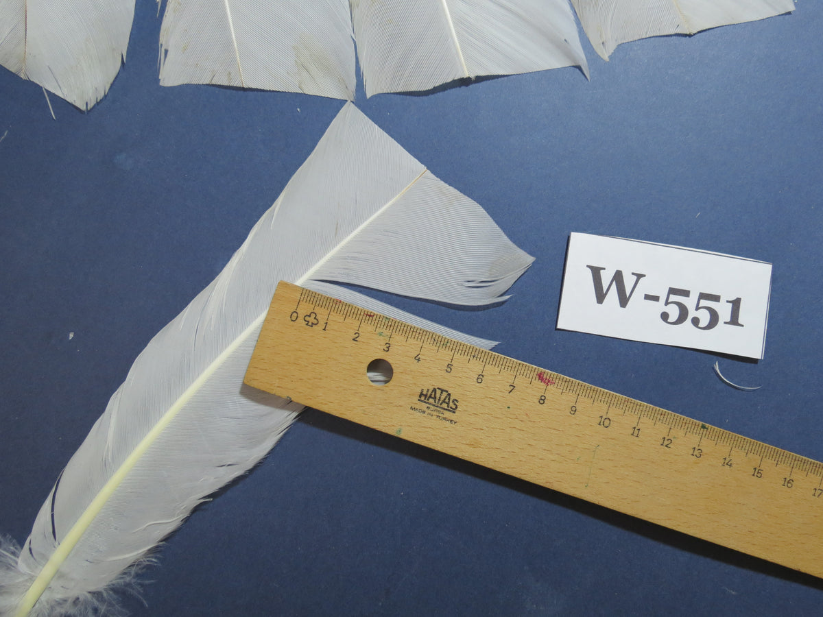 16 Pcs White Turkey Tail Feathers, Turkey Feathers,Fly Tying Material,Craft Feathers,Natural Turkey Feathers (W-551)