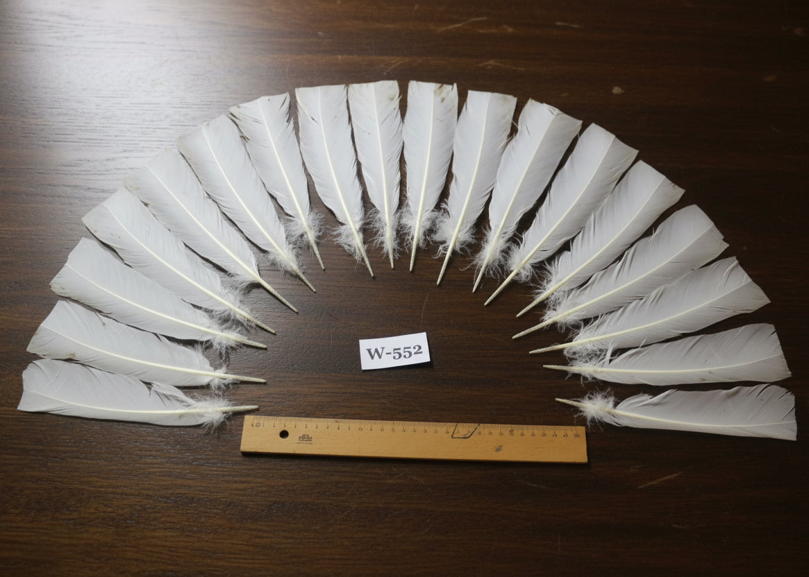 natural turkey feathers
